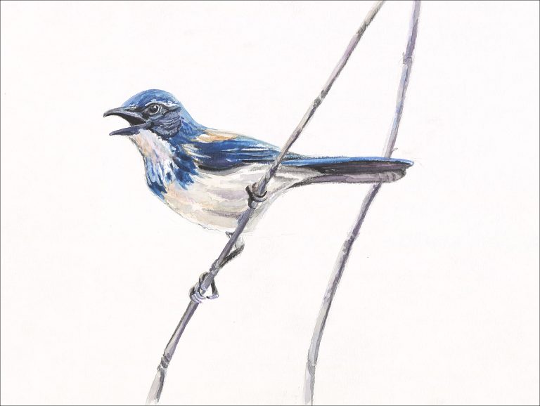 Calif Scrub Jay 768x578