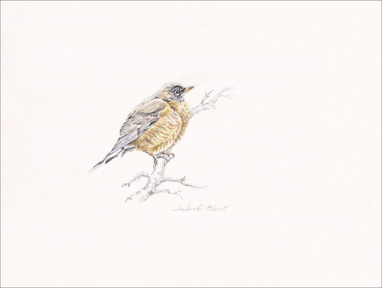 Frost Robin 768x578