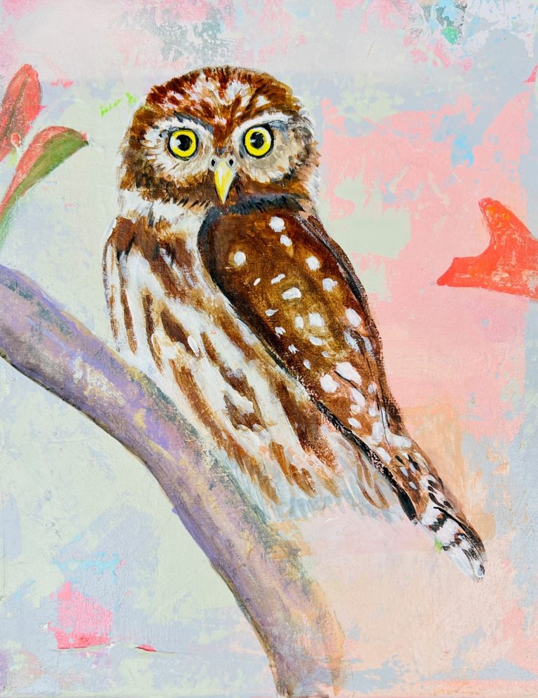 Pygmy Owl